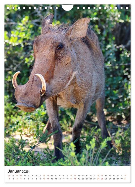Produktbild: S&Uuml;DAFRIKA Wild-Tiere im Addo Elephant Park (Wandkalender 2026 DIN A4 hoch), CALVENDO Monatskalender