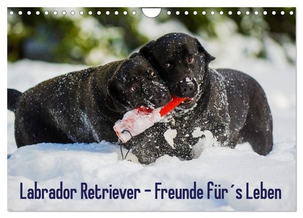 Produktbild: Labrador Retriever - Freunde f&uuml;r&acute;s Leben (Wandkalender 2026 DIN A4 quer), CALVENDO Monatskalender