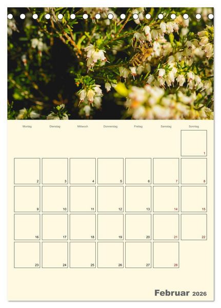 Produktbild: Bienen im Naturgarten (Tischkalender 2026 DIN A5 hoch), CALVENDO Monatskalender
