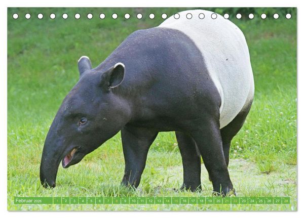 Produktbild: Leben im Dschungel: Der Regenwald ist ein Paradies f&uuml;r Tiere (Tischkalender 2026 DIN A5 quer), CALVENDO Monatskalender