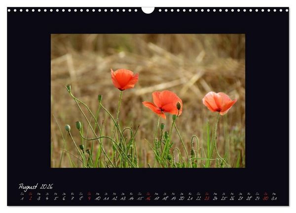 Produktbild: MOHNographie (Wandkalender 2026 DIN A3 quer), CALVENDO Monatskalender
