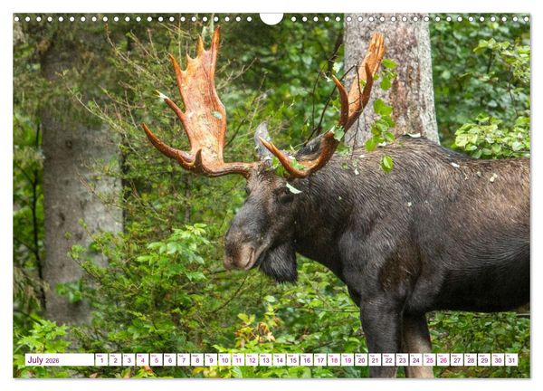 Produktbild: THE NORTHERN WOODLANDS MOOSE (Wall Calendar 2026 DIN A3 landscape), CALVENDO 12 Month Wall Calendar