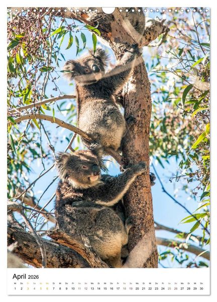 Produktbild: australian animals (Wandkalender 2026 DIN A3 hoch), CALVENDO Monatskalender