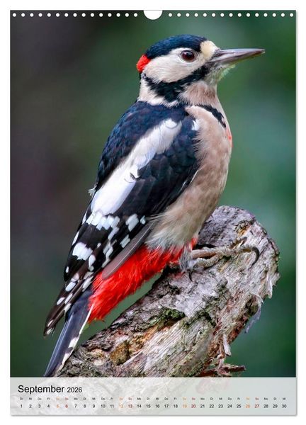 Produktbild: V&ouml;gel - gefiederte Freunde in unserer Natur (Wandkalender 2026 DIN A3 hoch), CALVENDO Monatskalender