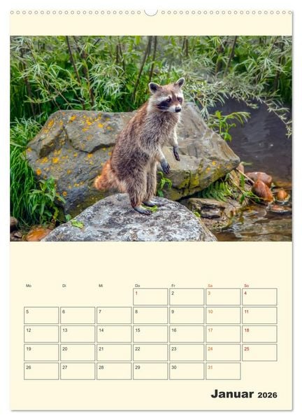 Produktbild: Drolliger Waschb&auml;r (hochwertiger Premium Wandkalender 2026 DIN A2 hoch), Kunstdruck in Hochglanz