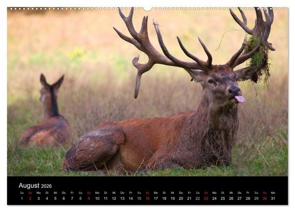 Produktbild: Der Rothirsch, K&ouml;nig der W&auml;lder (hochwertiger Premium Wandkalender 2026 DIN A2 quer), Kunstdruck in Hochglanz