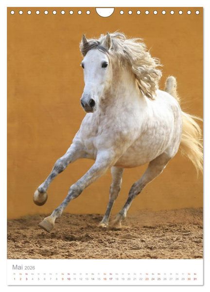 Produktbild: Caballos - Die sch&ouml;nen Pferde Spaniens (Wandkalender 2026 DIN A4 hoch), CALVENDO Monatskalender