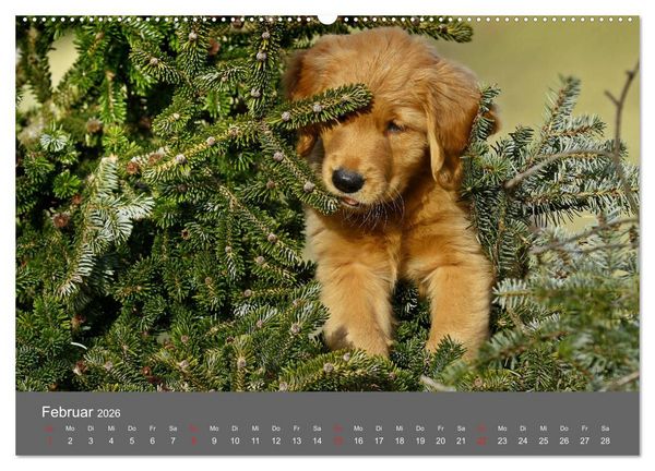 Produktbild: Chesley Kleiner Hund grosse Abenteuer (Wandkalender 2026 DIN A2 quer), CALVENDO Monatskalender