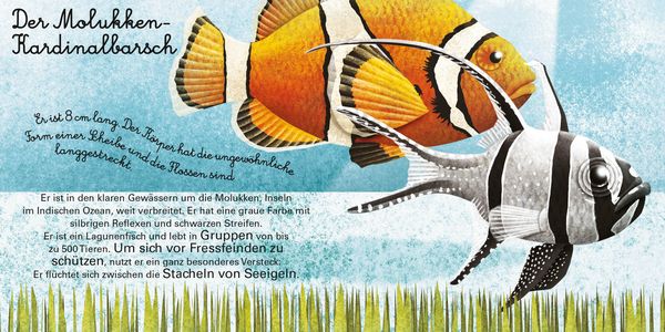 Produktbild: Das gro&beta;e Buch der Seetiere. Das kleine Buch der Seetiere