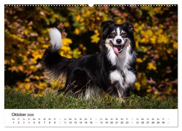 Produktbild: Australian Shepherd - Traum auf vier Pfoten (hochwertiger Premium Wandkalender 2026 DIN A2 quer), Kunstdruck in Hochglanz