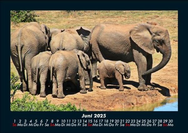 Produktbild: Der Elefantenkalender 2025 Fotokalender DIN A5