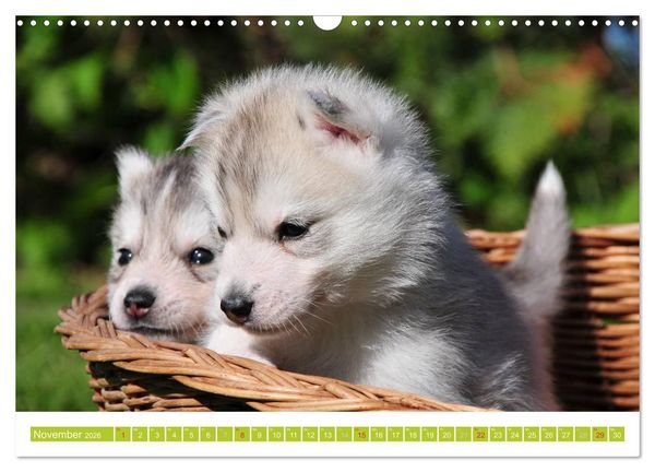 Produktbild: Siberian Husky - der Urtyp (Wandkalender 2026 DIN A3 quer), CALVENDO Monatskalender