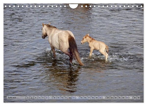 Produktbild: Pferde und Reiter der Mongolei (Wandkalender 2026 DIN A4 quer), CALVENDO Monatskalender
