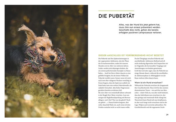 Produktbild: Wenn der Welpe zum halbstarken Hund wird