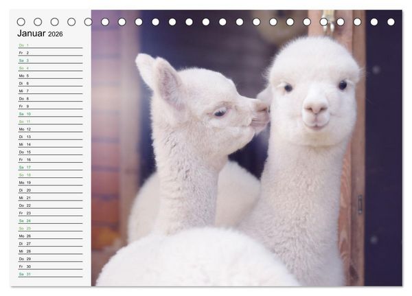 Produktbild: Alpakababys zum Verlieben (Tischkalender 2026 DIN A5 quer), CALVENDO Monatskalender
