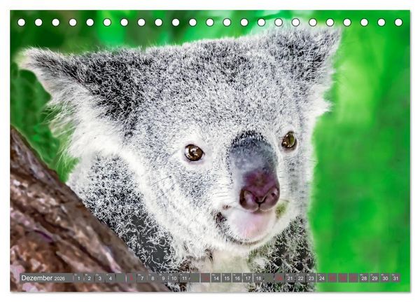 Produktbild: Koalas - Kuscheliges Symbol Australiens (Tischkalender 2026 DIN A5 quer), CALVENDO Monatskalender