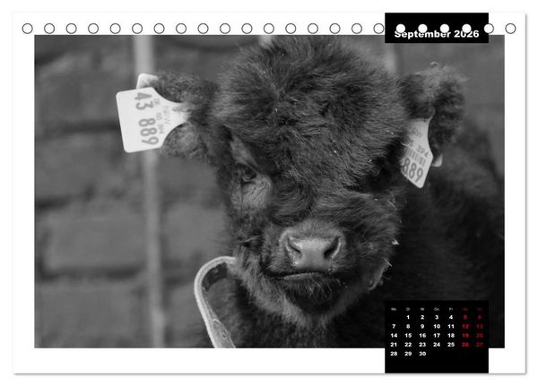 Produktbild: Faszination Schottisches Hochlandrind (Tischkalender 2026 DIN A5 quer), CALVENDO Monatskalender
