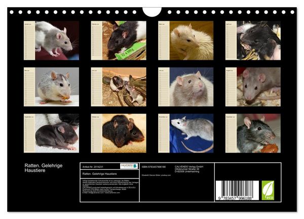 Produktbild: Ratten. Gelehrige Haustiere (Wandkalender 2026 DIN A4 quer), CALVENDO Monatskalender