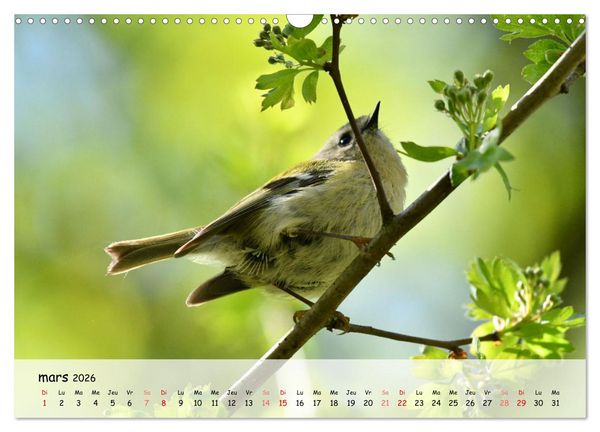 Produktbild: OISEAUX des Jardins et For&ecirc;ts (Calendrier mural 2026 DIN A3 vertical), CALVENDO calendrier mensuel