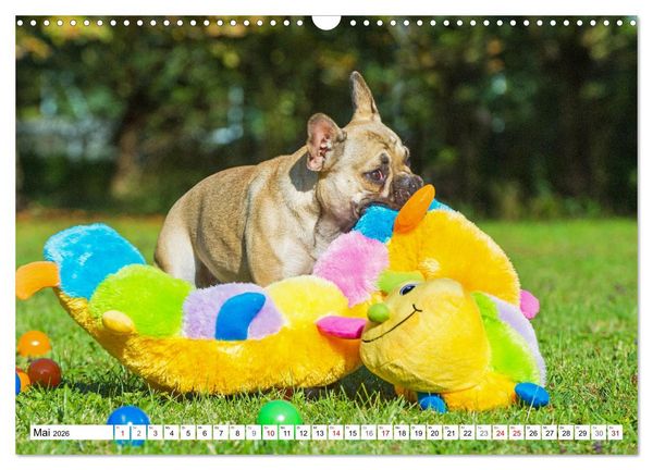 Produktbild: Kleiner Kobold Franz&ouml;sische Bulldogge (Wandkalender 2026 DIN A3 quer), CALVENDO Monatskalender