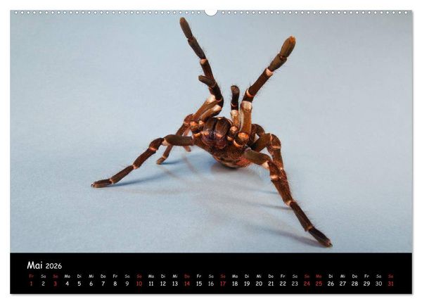 Produktbild: Mystische Vogelspinnen (hochwertiger Premium Wandkalender 2026 DIN A2 quer), Kunstdruck in Hochglanz