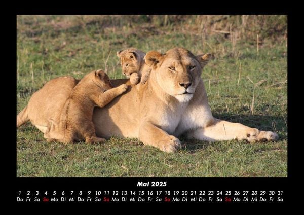 Produktbild: Tiere in der Wildnis 2025 Fotokalender DIN A3