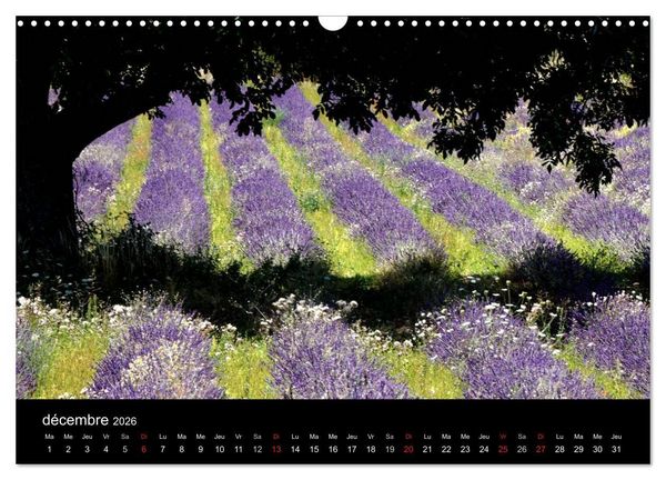 Produktbild: Lavande, l'or bleu de Provence (Calendrier mural 2026 DIN A3 vertical), CALVENDO calendrier mensuel