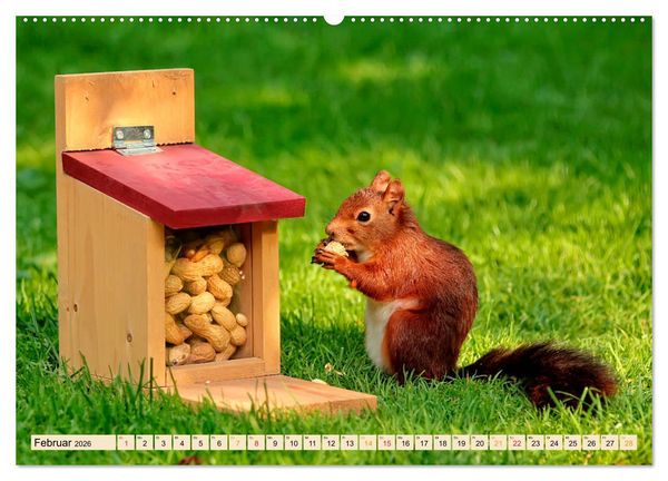 Produktbild: Eichh&ouml;rnchen - immer wieder s&uuml;&szlig; (Wandkalender 2026 DIN A2 quer), CALVENDO Monatskalender