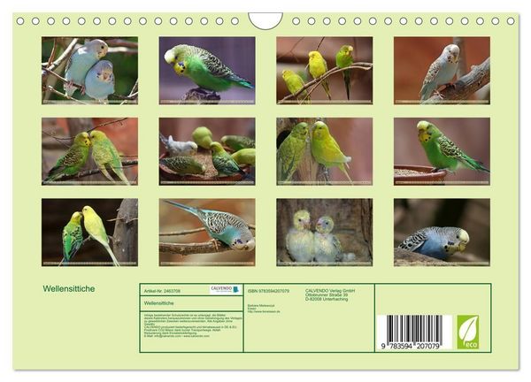 Produktbild: Wellensittiche (Wandkalender 2027 DIN A4 quer), CALVENDO Monatskalender
