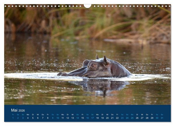 Produktbild: Nilpferde, Kolosse in Afrika (Wandkalender 2026 DIN A3 quer), CALVENDO Monatskalender