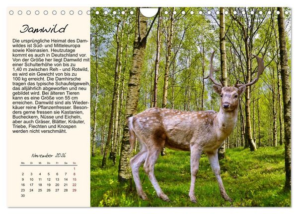 Produktbild: Majest&auml;tische Horntr&auml;ger (Wandkalender 2026 DIN A4 quer), CALVENDO Monatskalender