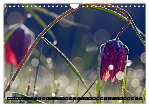 Produktbild: Die Schachbrettblume (Wandkalender 2026 DIN A4 quer), CALVENDO Monatskalender