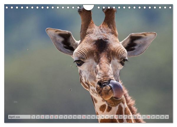 Produktbild: Emotionale Momente: Afrika Wildlife Part 2 / CH-Version (Wandkalender 2026 DIN A4 quer), CALVENDO Monatskalender