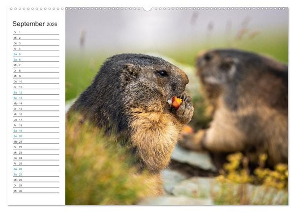 Produktbild: Faszination Alpen (Wandkalender 2026 DIN A2 quer), CALVENDO Monatskalender