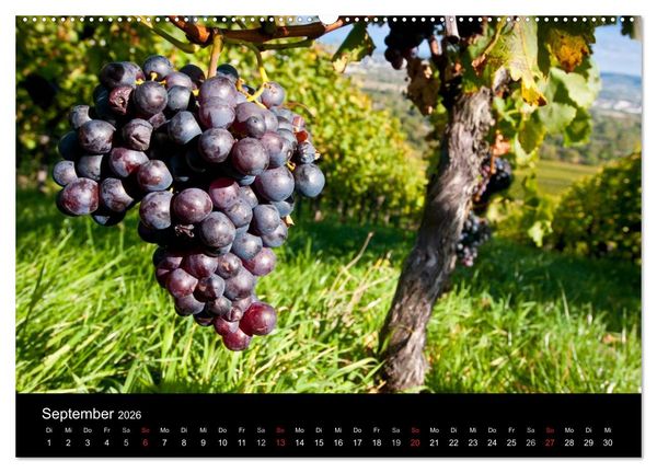 Produktbild: Weinberge im Remstal (Wandkalender 2026 DIN A2 quer), CALVENDO Monatskalender