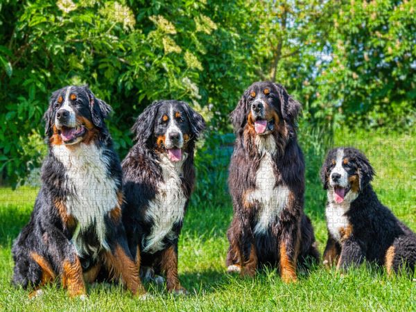 Produktbild: CALVENDO Puzzle Vier Sch&ouml;nheiten - Berner Sennenhunde | 1000 Teile Lege-Gr&ouml;&szlig;e 64x48cm Foto-Puzzle f&uuml;r gl&uuml;ckliche Stunden