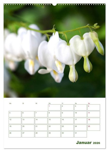 Produktbild: Wei&szlig;e Bl&uuml;ten im Gr&uuml;nen (Wandkalender 2026 DIN A2 hoch), CALVENDO Monatskalender