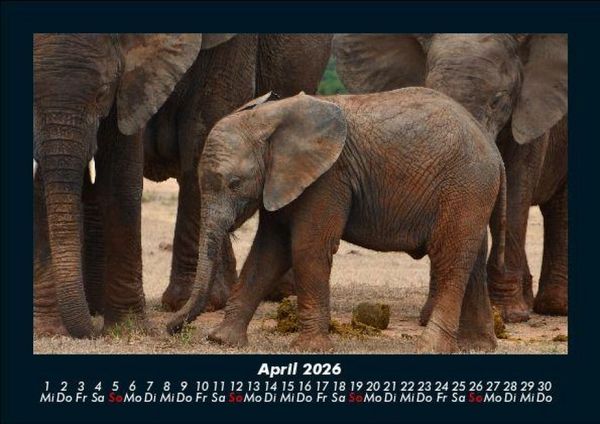 Produktbild: Der Tierkalender 2026 Fotokalender DIN A5