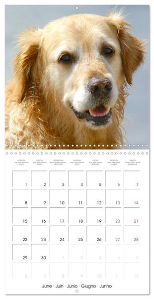 Produktbild: Happy Golden Retriever (Wall Calendar 2026 12 &times; 12 Inch) CALVENDO 12 Month Wall Calendar