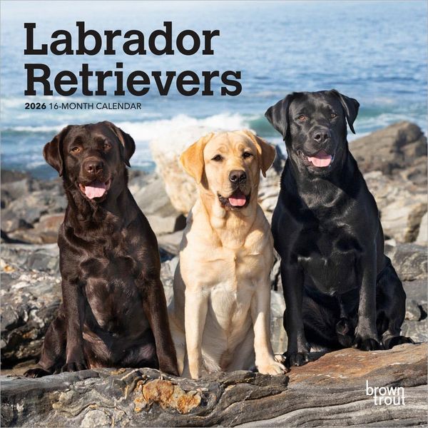 Produktbild: Labrador Retrievers 2026 7 X 14 Inch (Hanging) Monthly Mini Wall Calendar