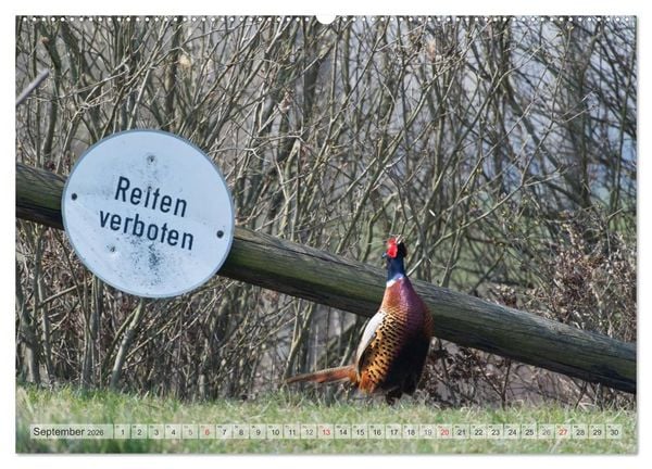 Produktbild: Emotionale Momente: Die Balz der Fasane / CH-Version (hochwertiger Premium Wandkalender 2026 DIN A2 quer), Kunstdruck in Hochglanz