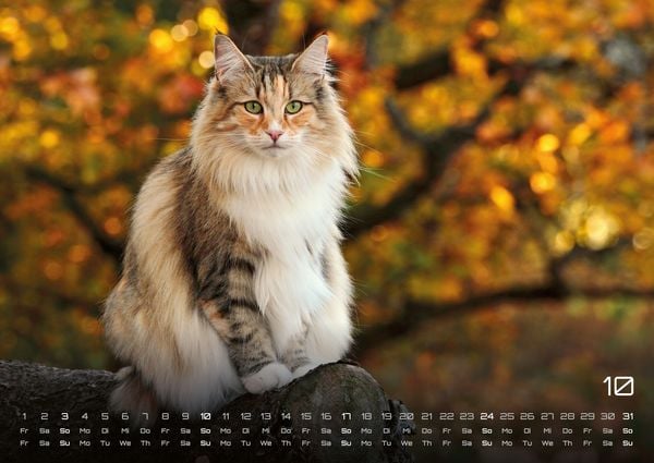 Produktbild: Miau - Unsere Stubentiger - Der Katzenkalender - 2027 - Kalender DIN A2