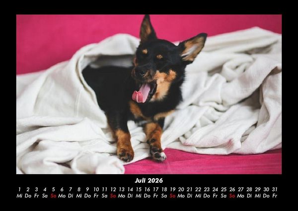 Produktbild: Tierkalender 2026 Fotokalender DIN A3