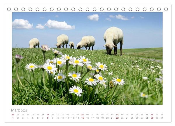 Produktbild: Nordsee Schafe (Tischkalender 2026 DIN A5 quer), CALVENDO Monatskalender
