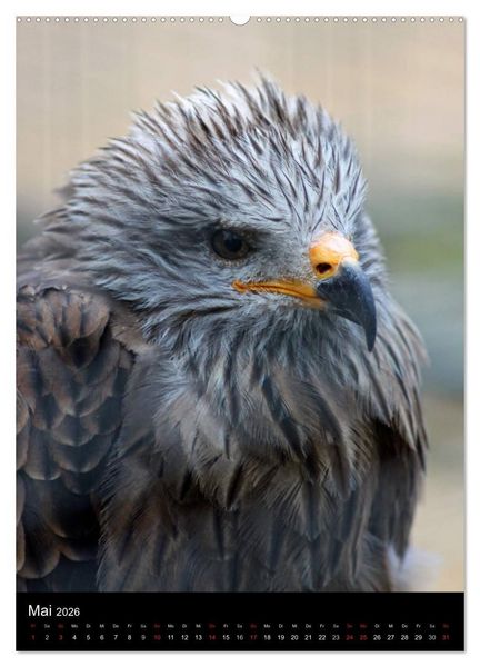 Produktbild: Scharfe Krallen, scharfe Augen, Greifv&ouml;gel und Eulen im Wildpark (hochwertiger Premium Wandkalender 2026 DIN A2 hoch), Kunstdruck in Hochglanz