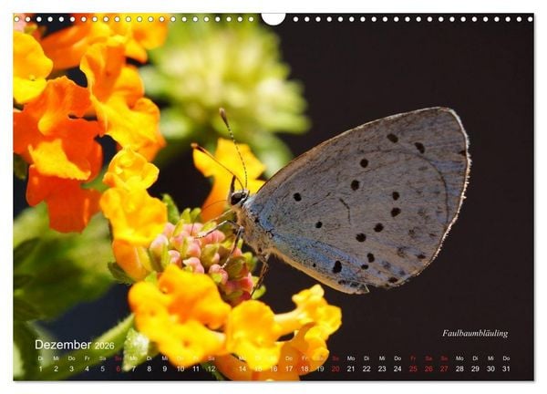 Produktbild: Gro&szlig;e und kleine Schmetterlinge (Wandkalender 2026 DIN A3 quer), CALVENDO Monatskalender