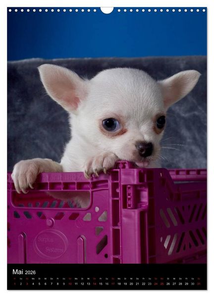 Produktbild: Chihuahua Welpen (Wandkalender 2026 DIN A3 hoch), CALVENDO Monatskalender