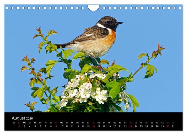 Produktbild: V&ouml;gel (Wandkalender 2026 DIN A4 quer), CALVENDO Monatskalender