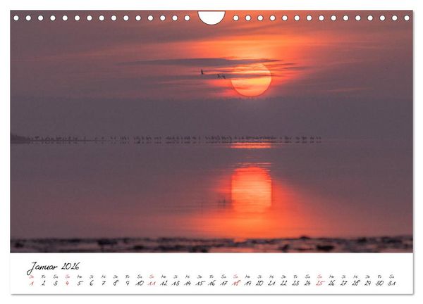 Produktbild: Kraniche am Schlafplatz - im Naturparadies der Mecklenburgischen Seenplatte (Wandkalender 2026 DIN A4 quer), CALVENDO Monatskalender