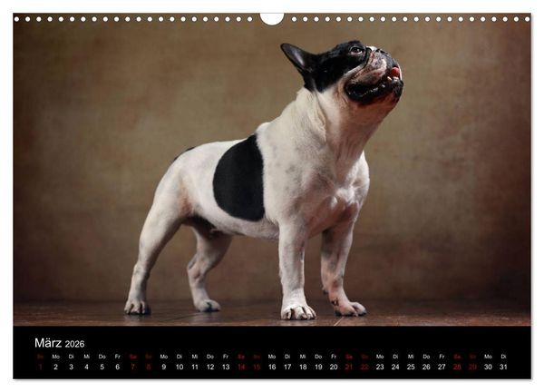 Produktbild: Charme auf vier Pfoten - Franz&ouml;sische Bulldoggen Portraits (Wandkalender 2026 DIN A3 quer), CALVENDO Monatskalender